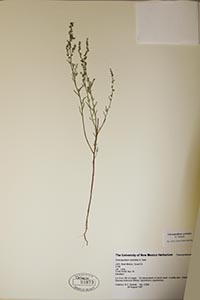 Herbarium sheet of UNM 93873